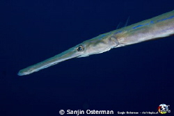 Bluespotted Cornetfish (Fistularia commersonii) found in ... by Sanjin Osterman 
